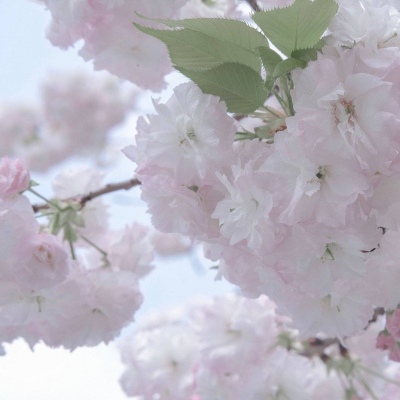 桓台FurryQQ群介绍